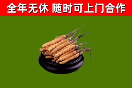 尤溪县回收散虫草